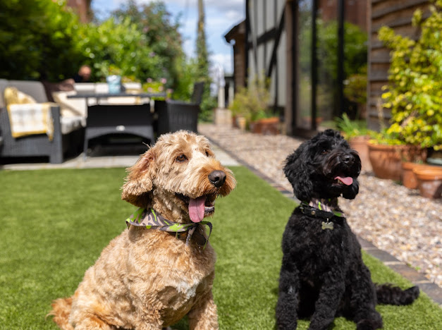 Dash & Charlie , Office Supervisors